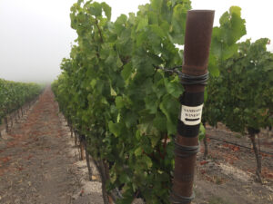 vineyard in fog