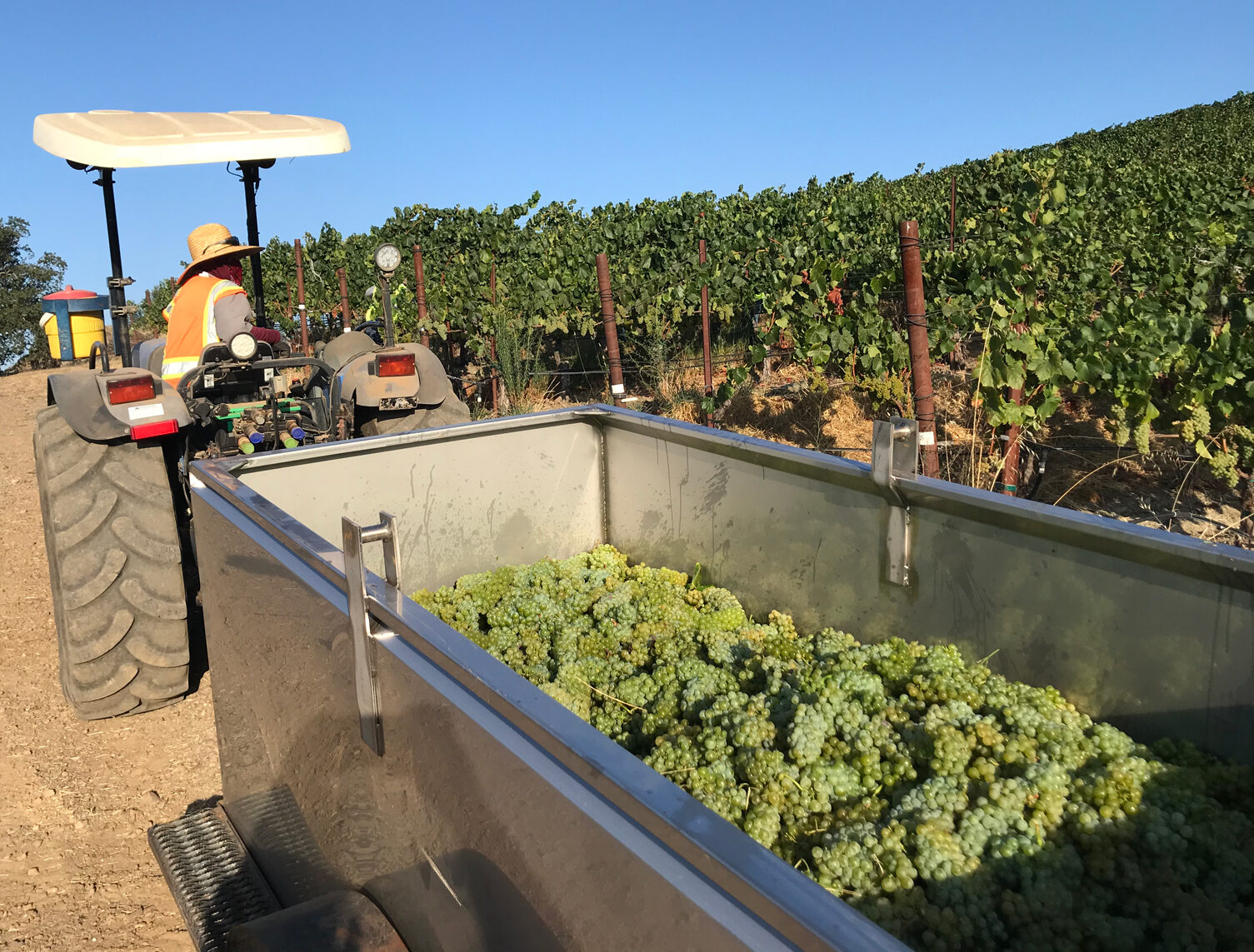 Harvesting grapes